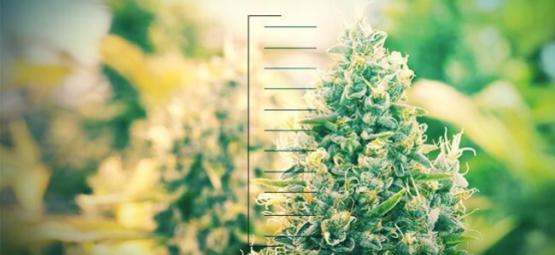 Le 10 Migliori Piante Di Cannabis Compatte