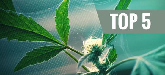 I Migliori 5 Repellenti Naturali Per i Parassiti Della Cannabis