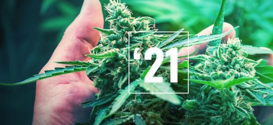 Le Migliori Varietà Di Cannabis Per Il 2021