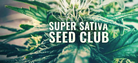 Super Sativa Seed Club È Tornata!
