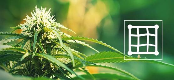 Le Migliori Varietà Di Cannabis Da Coltivare Con Lo Screen Of Green (ScrOG)
