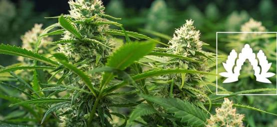 Le 5 Migliori Varietà Di Cannabis Da Coltivare Con il Sea Of Green (SOG)