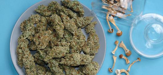 Cannabis E Funghi Allucinogeni: Un Mix Pericoloso?