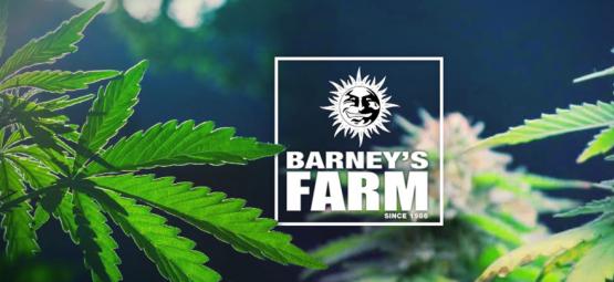 Le Migliori Varietà Di Cannabis Della Barney's Farm