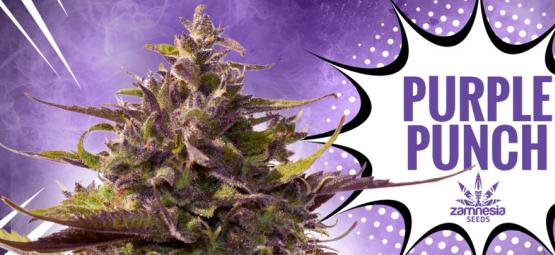 Purple Punch: Sapori, Potenza E Bellezza—Tutto In Uno