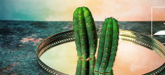 5 Falsi Miti Sul Cactus San Pedro Sfatati