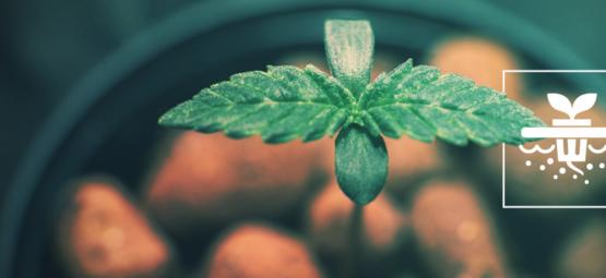 5 Varietà Di Cannabis Perfette L’Idroponica Deep Water Culture