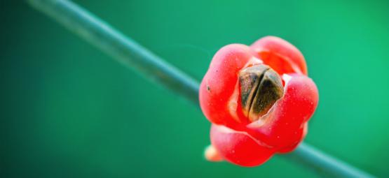 Cos'È La Ma Huang (Ephedra Sinica) E Quali Effetti Può Avere?