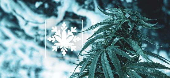 Come Coltivare La Cannabis In Inverno (Sì, È Possibile!)