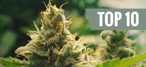Le Migliori 10 Varietà Di Cannabis Classiche 