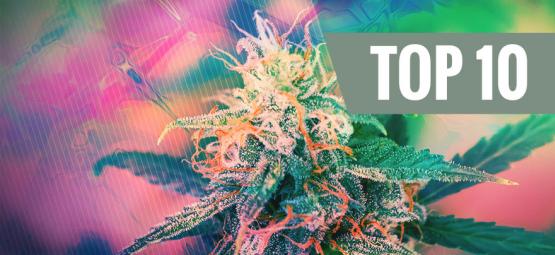Le 10 Migliori Varietà Di Cannabis Psichedeliche