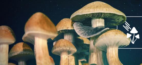 Di Quanta Luce Hanno Bisogno I Funghi Magici Per Crescere?