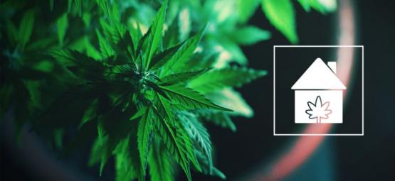 Come Coltivare Cannabis in Qualsiasi Parte della Casa