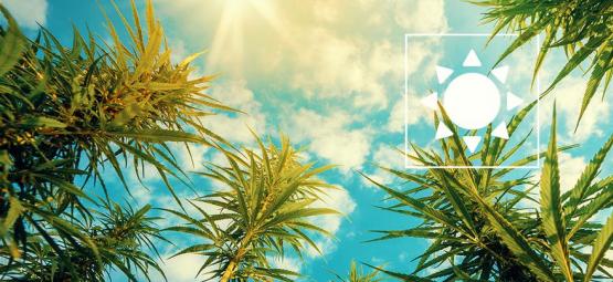 Di Quanta Luce Solare Hanno Bisogno Le Piante Di Cannabis?