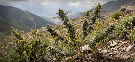 Varietà Autoctone: Le Varietà Di Cannabis Più Antiche