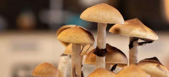 Come Evitare La Crescita Laterale Dei Funghi Allucinogeni