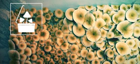 Coltivate Funghi Allucinogeni In Grandi Quantità Con La Tecnica Monotub