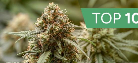 Le 10 Migliori Varietà Di Cannabis Haze