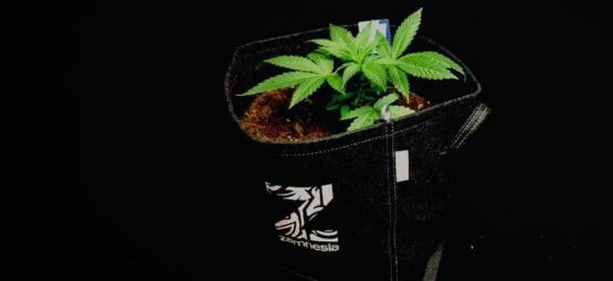 I Vantaggi Dei Vasi In Tessuto Per Coltivare Cannabis