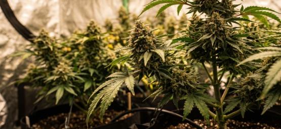 Top 10 varietà di cannabis femminizzate più produttive