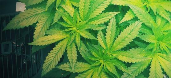 Perché Dovreste Usare Un Umidificatore Quando Coltivate Cannabis
