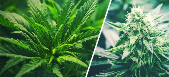 Quando Passare La Cannabis Dalla Fase Vegetativa Alla Fioritura