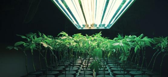Cos'è Un Substrato Inerte Nella Coltivazione Di Cannabis