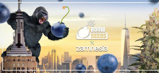 Zamnesia x Bomb Seeds: Bomberry Glue Auto (Edizione Limitata)