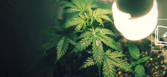 Tutto Ciò Che C'è Da Sapere Sulla Micro-coltivazione Di Cannabis
