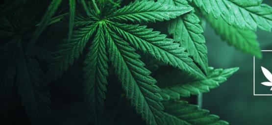 Che Cos'È La Cannabis?
