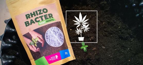 Come I Rizobatteri Possono Promuovere La Crescita Della Cannabis