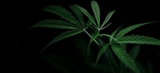 Controllare La Fioritura Di Cannabis Con La Privazione Della Luce