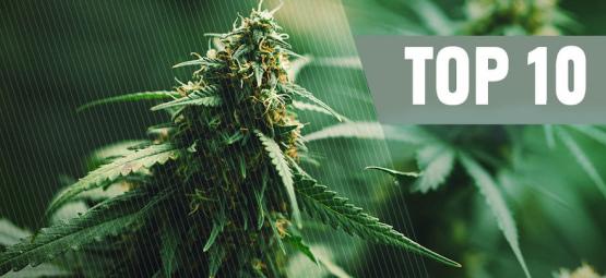 I 10 Migliori Semi Di Cannabis Regolari Del 2024