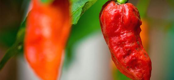 Peperoncino Fantasma (Bhut Jolokia): Come Coltivarlo Ed Usarlo