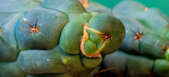 Echinopsis Zamnesiana — Il Nostro Esclusivo Cactus Da Mescalina
