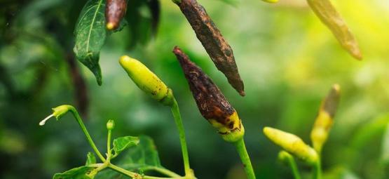 I Parassiti E Le Malattie Più Comuni Del Peperoncino