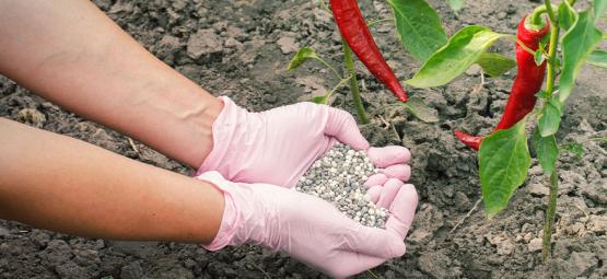 Come Fertilizzare Le Piante Di Peperoncino