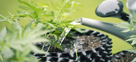 Usare L'Acqua Depurata Con Osmosi Inversa Per Coltivare Cannabis