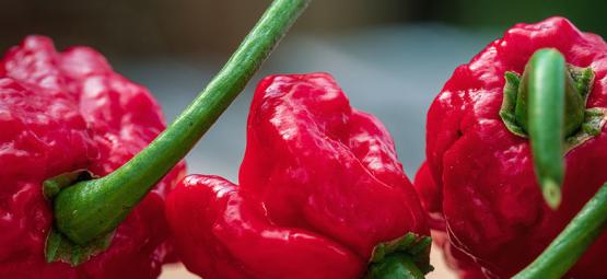 Carolina Reaper: Come Coltivarlo Ed Utilizzarlo