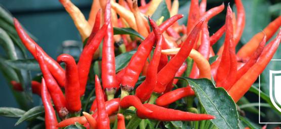 Come Acclimatare Le Piante Di Peperoncino