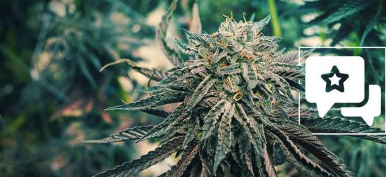 Pink Rozay: Recensione Ed Informazioni Sulla Varietà Di Cannabis