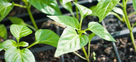 Come Coltivare Piante Di Peperoncino Partendo Da Cloni