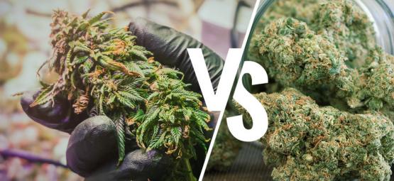 Capire La Differenza Fra Cannabis Cruda E Decarbossilata