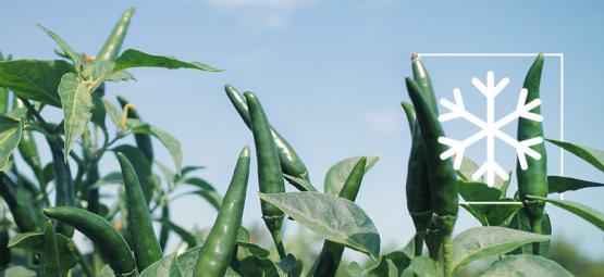 Come Svernare Le Piante Di Peperoncino