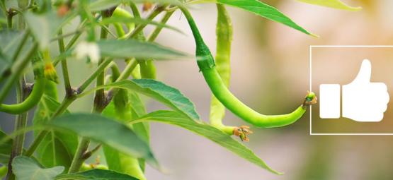 Quali Sono I Benefici Del Peperoncino?