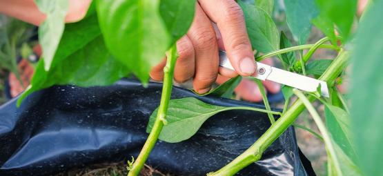 Come Potare Le Piante Di Peperoncino Per La Massima Resa