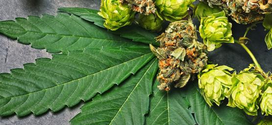 Cos'è L'Umulene Nella Cannabis?