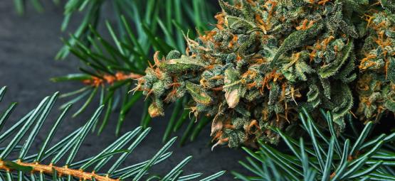 Cos'è Il Pinene Nella Cannabis?