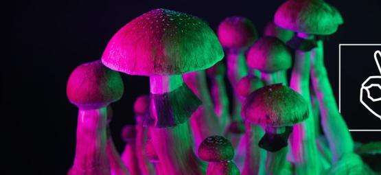 È Possibile Sviluppare Una Tolleranza Ai Funghi Allucinogeni?