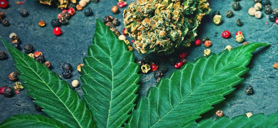 Cos'È Il Cariofillene Nella Cannabis?